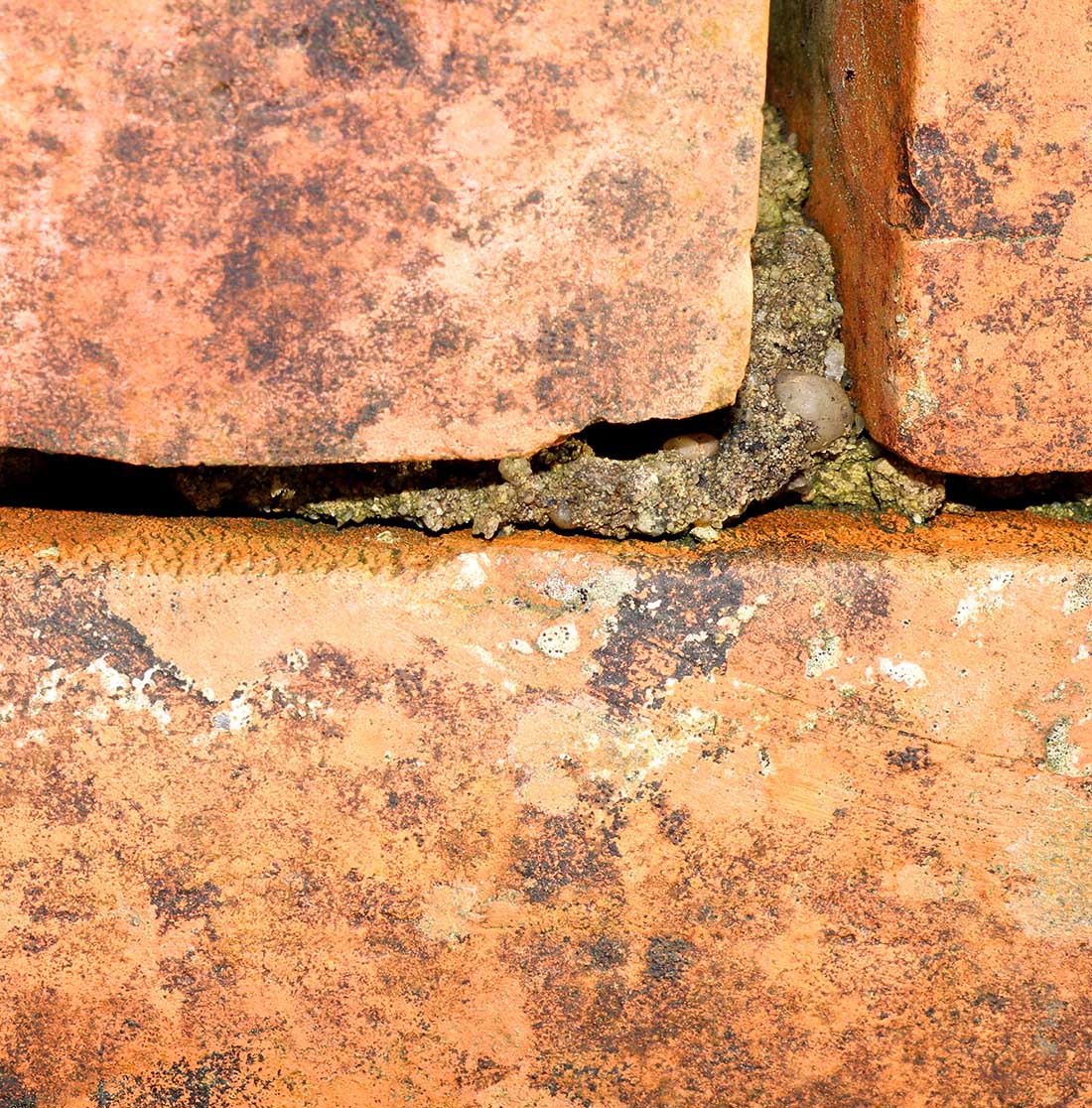 Brick by Brick: Understanding the Difference Between Tuckpointing and Repointing?